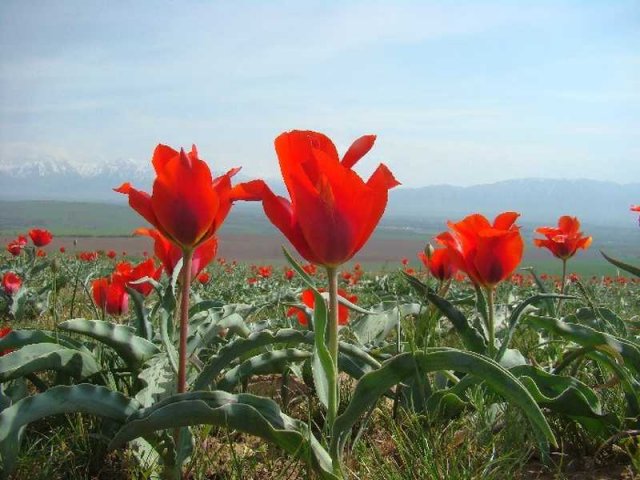 Флора Южного Казахстана